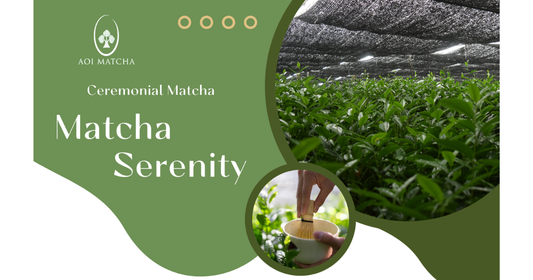 Ceremonial Grade Matcha Serenity