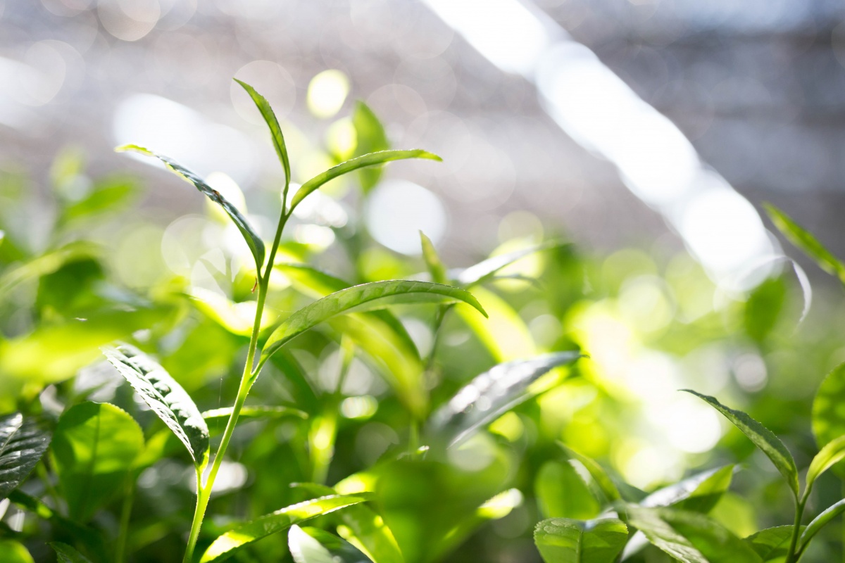 Uses Of Matcha AOI Tea Company